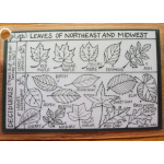 ID Card Leaves of Northeast Trees leaves_of_the_northeast_and_midwest_front