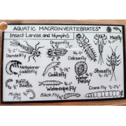 aquatic_macroinvertebrates_front