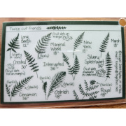 common_ferns_of_the_east_and_midwest_back_side