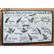 common_ferns_of_the_east_and_midwest_front_side