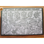 leaves_of_the_northeast_and_midwest_front